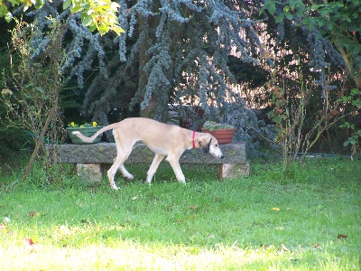 Shamilah Arabian's - Shamilah Arabian's Saluki : Arrivée d'un nouveau sujet !!