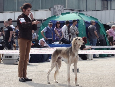 Shamilah Arabian's - New International Champion 