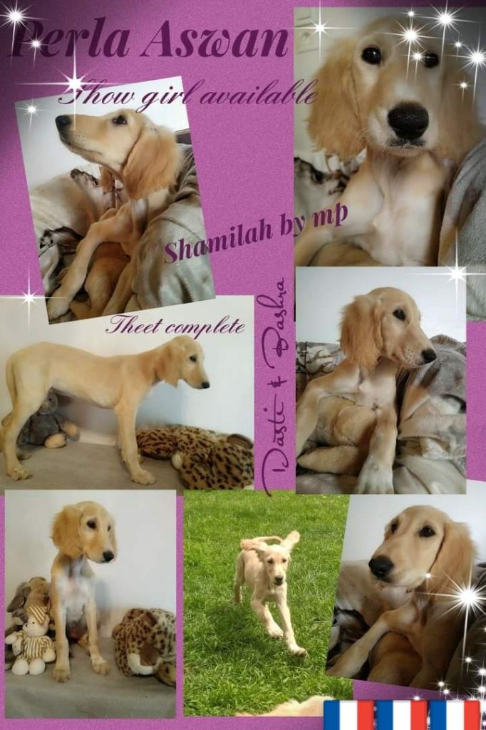 Shamilah Arabian's - Puppy available