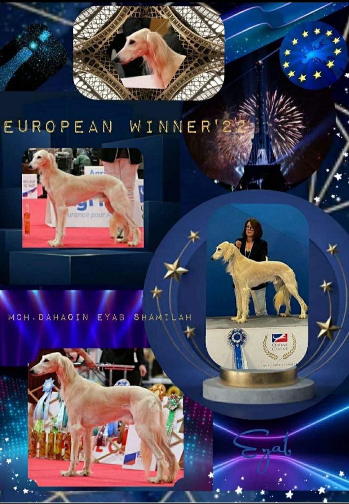 Shamilah Arabian's - Champion d'Europe 2022
