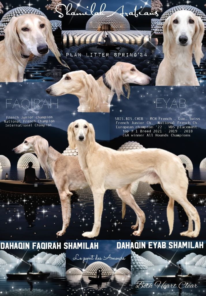 Shamilah Arabian's - Litter spring 2024 ( may ) 