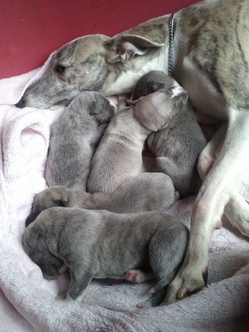 Shamilah Arabian's - Nos SUPERBES CHIOTS Whippets sont NES 