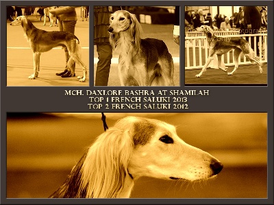 Shamilah Arabian's - TOP 1 FRENCH SALUKI 2013